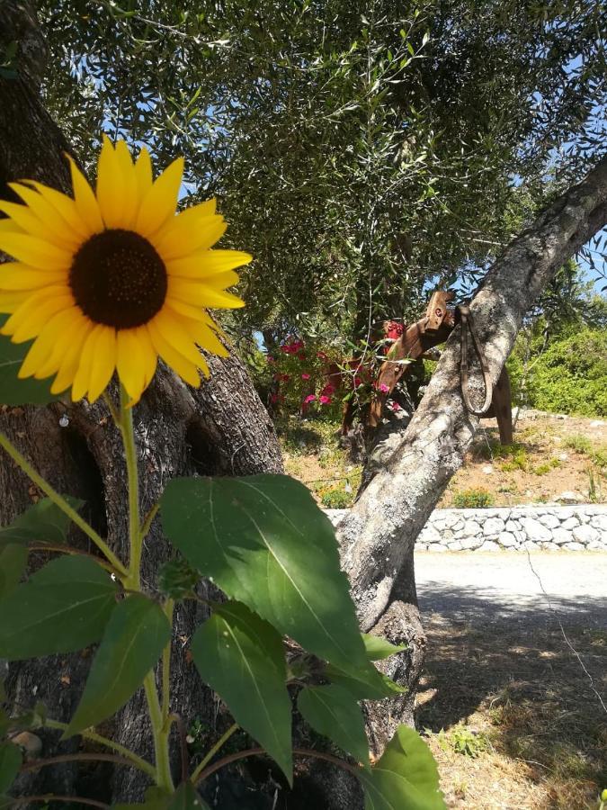 Apartment Blue & , - Corfu 1&2-3&4 *